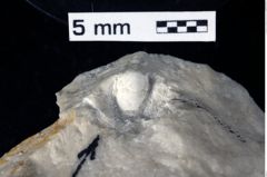 Foto (Detailansicht) von Cracensigillatus acutirostrus (Moericke, 1889) (NHMW-GEO-1990-0041-0320)